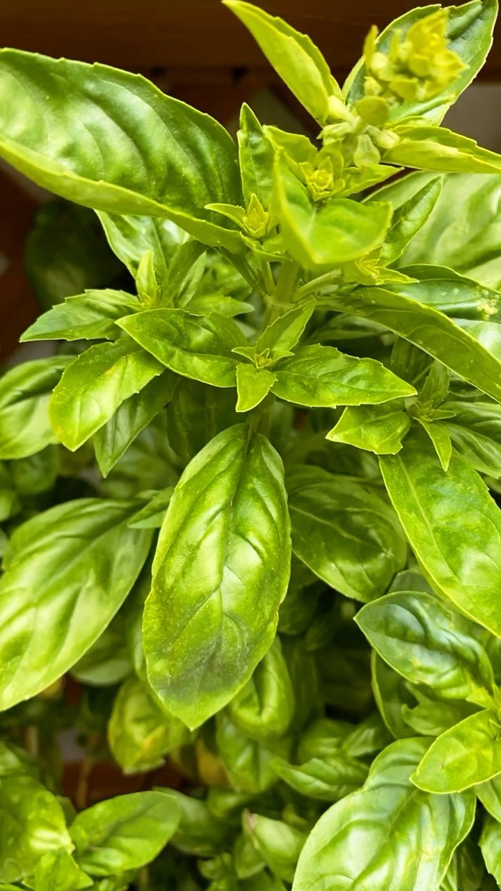Plants