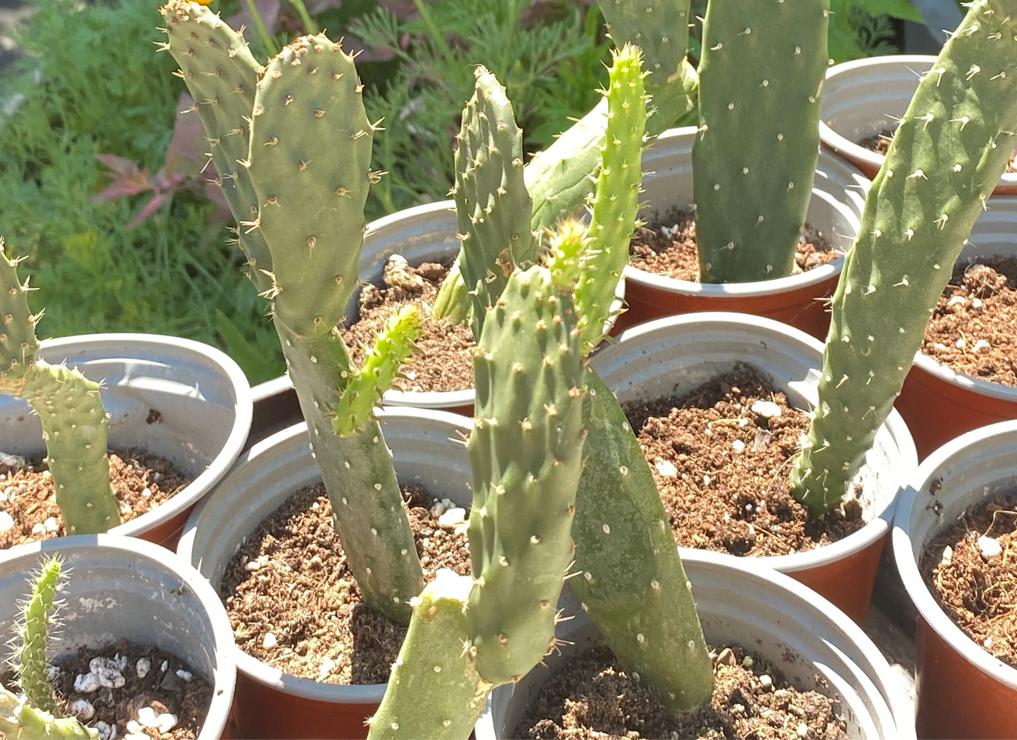 Prickly Pear SALE