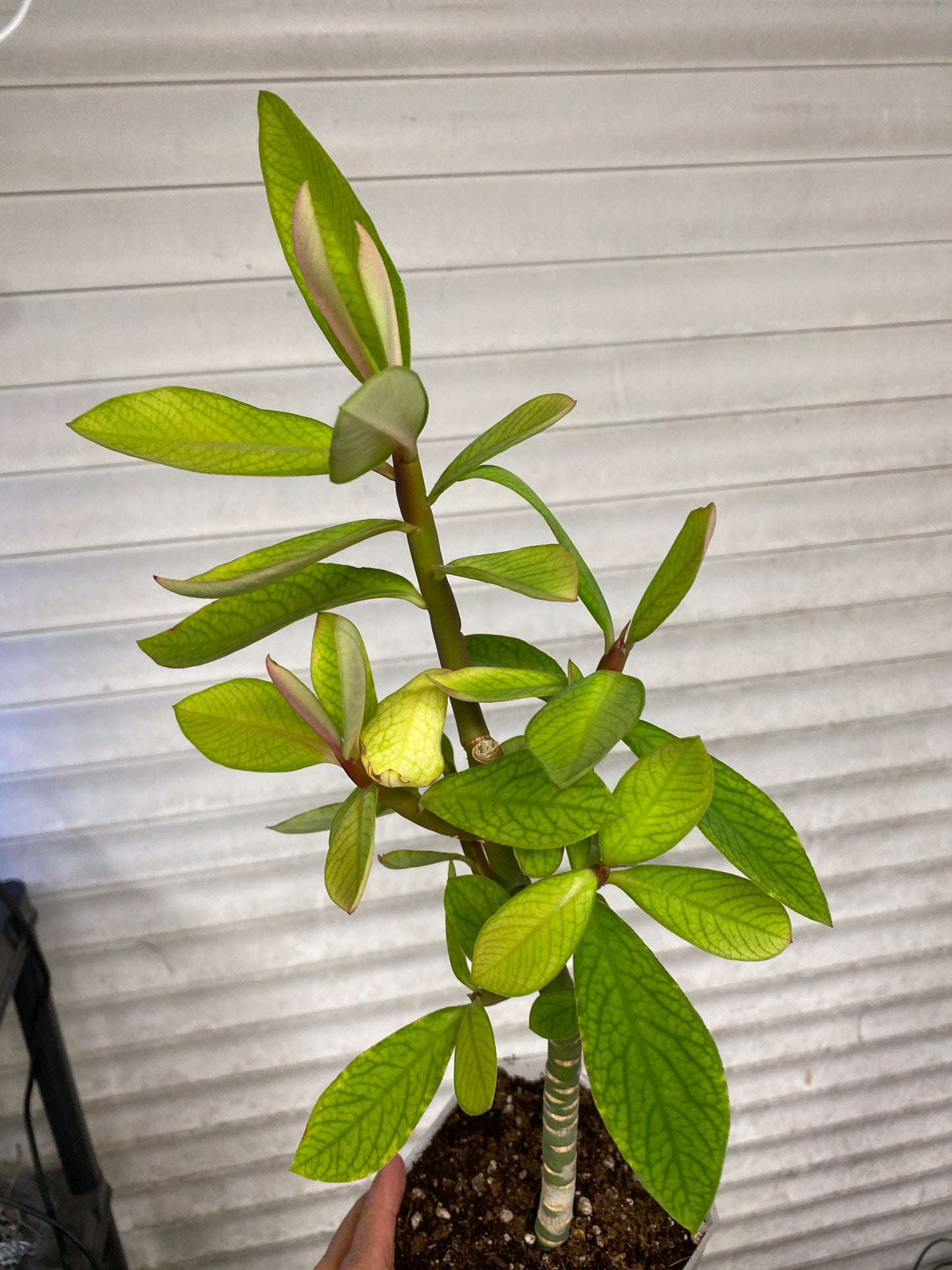 Rudraksha Plant(Elaeocarpus Ganitrus)