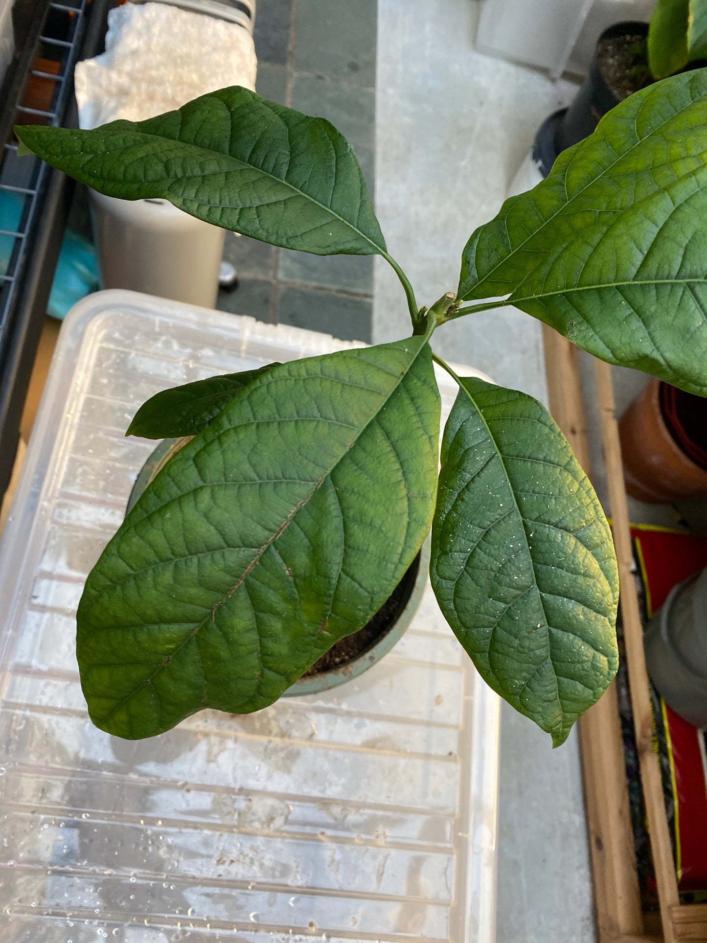 Kenyan Jumbo Avocado Plant