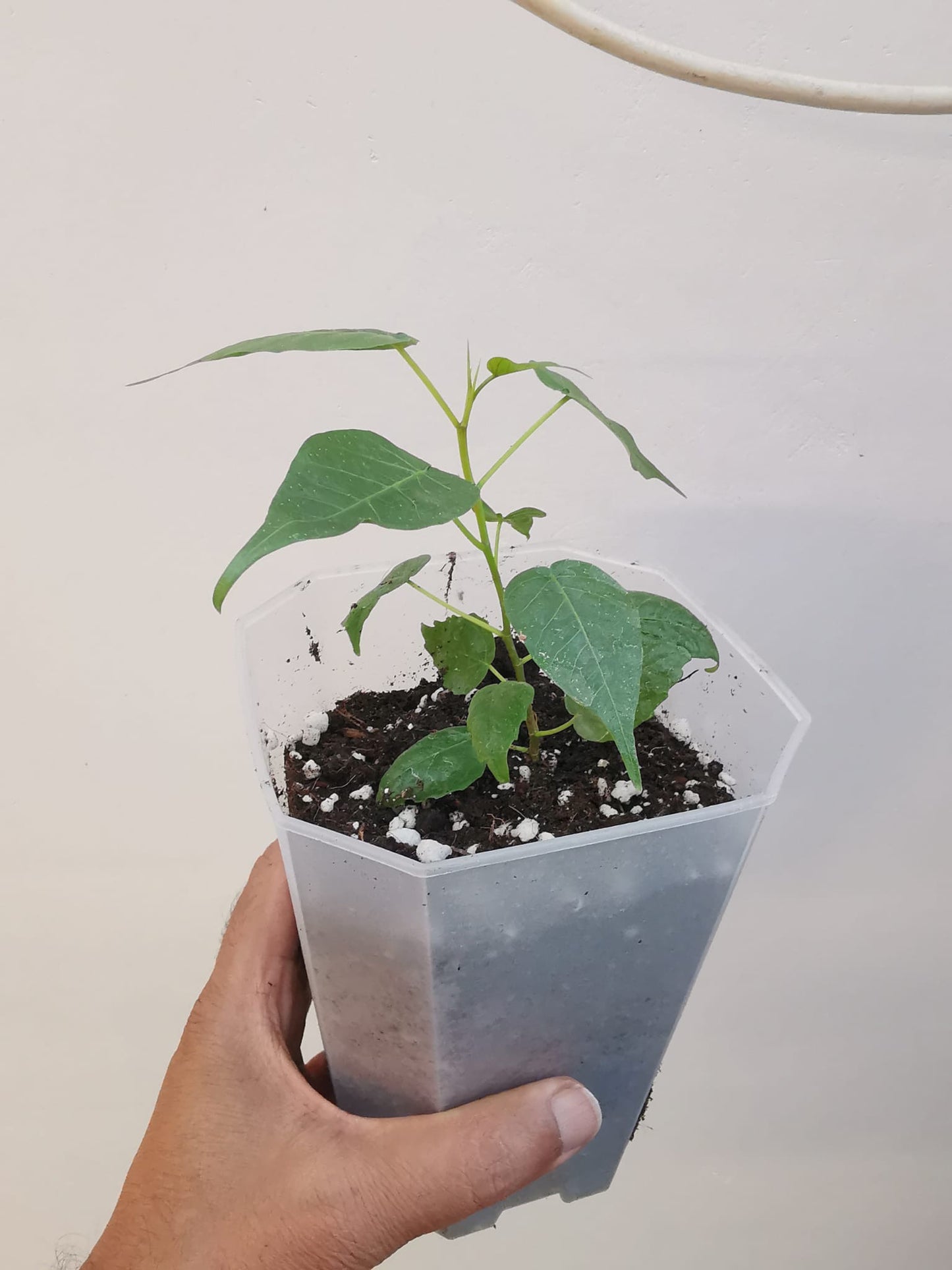 Peepal, Pippal, Aswath, Budha, Ficus Religiosa