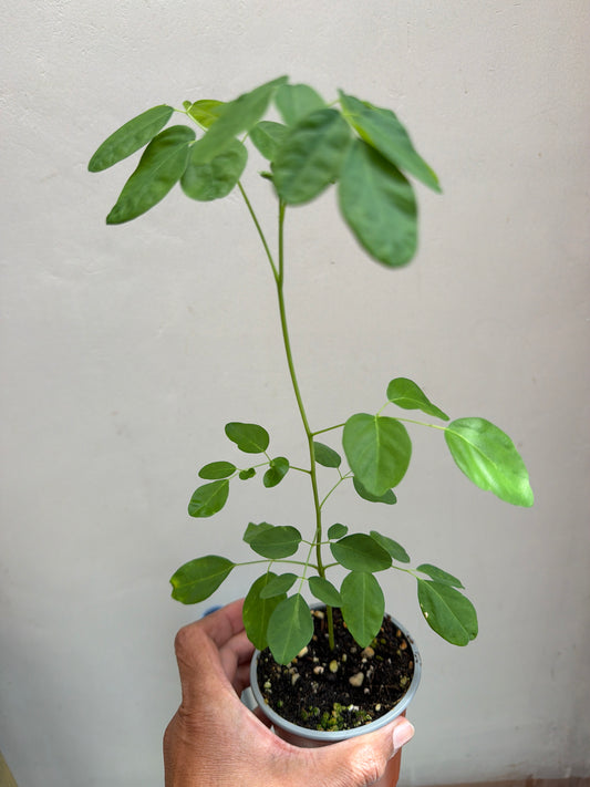 Moringa seedlings