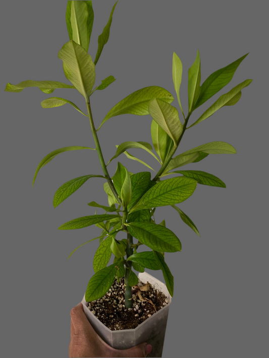 Rudraksha Plant(Elaeocarpus Ganitrus)