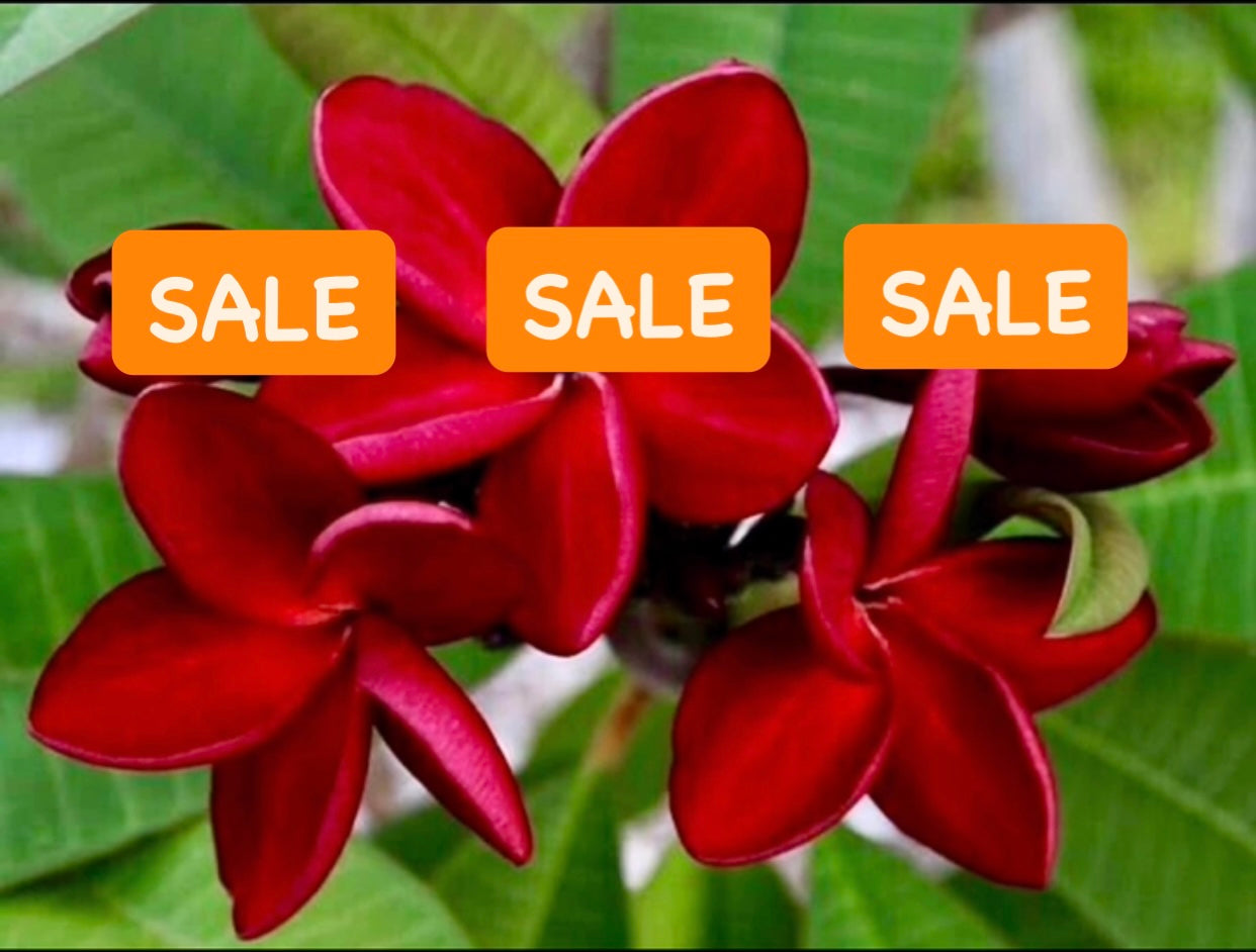 Red Plumeria / Frangipani Plant SALE SALE SALE
