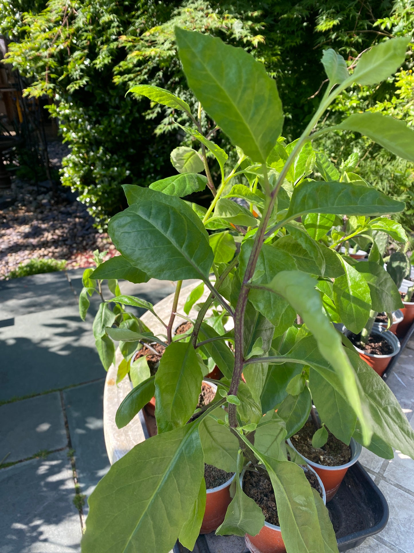Longevity Spinach a Rare Diabetics Plant For Herbal Lover / Gynura procumbens LESS THAN HALF PRICE SALE