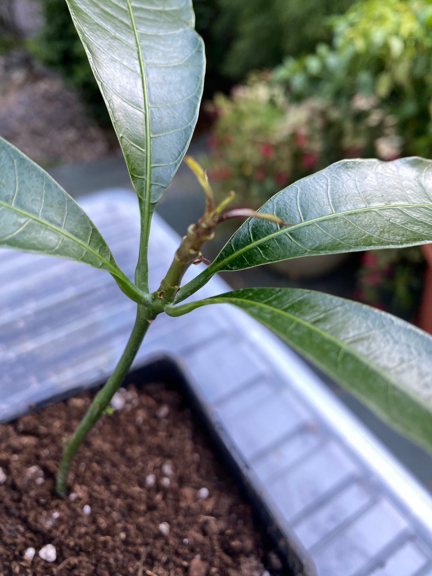 Mango tree, (Mangifera indica) a tropical, Evergreen plant