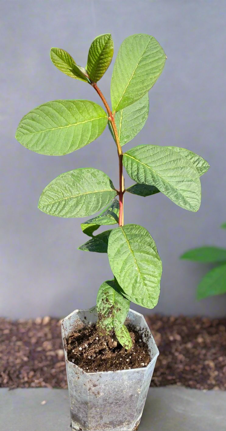 Guava Fruit Plant - Pink Pear