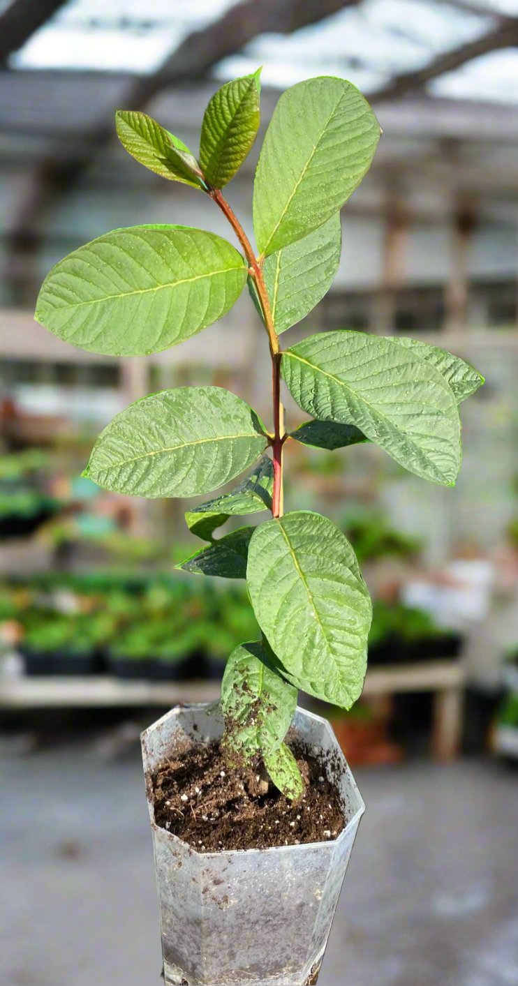 Guava Fruit Plant - Pink Pear