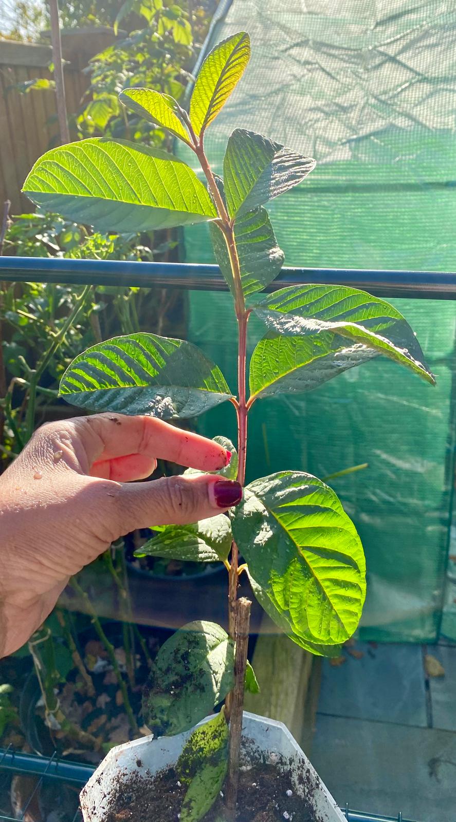 Reduced Price - Guava Fruit Plant - Pink Pear