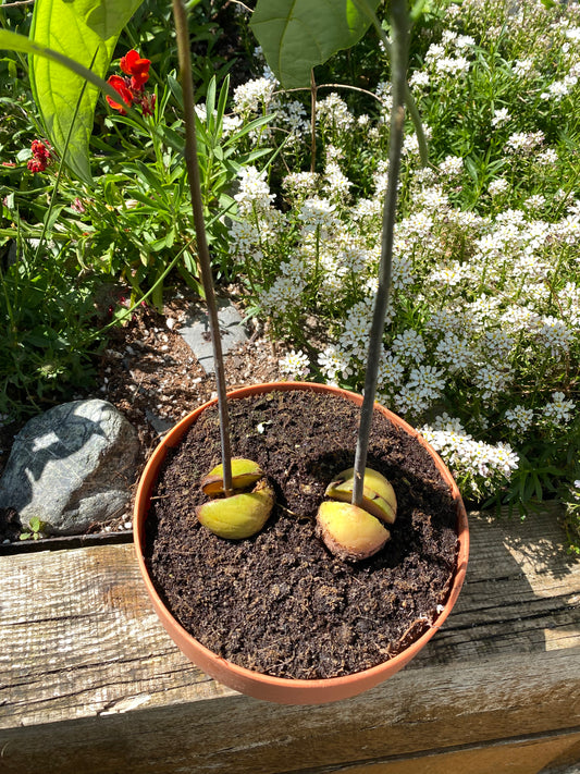 Two Avocado Plants for Art / Braiding