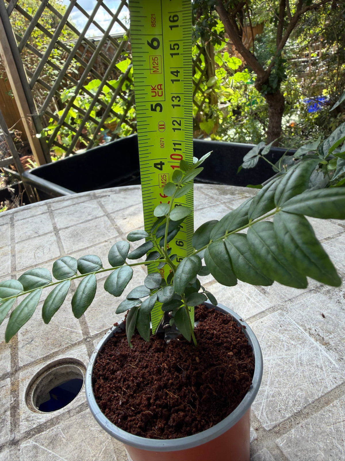 Curry Leaf Plant 9cm pot