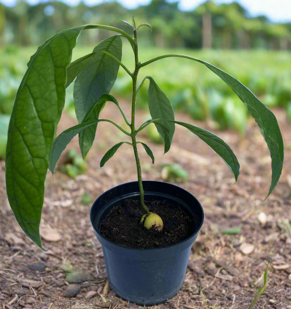 Avocado Plant