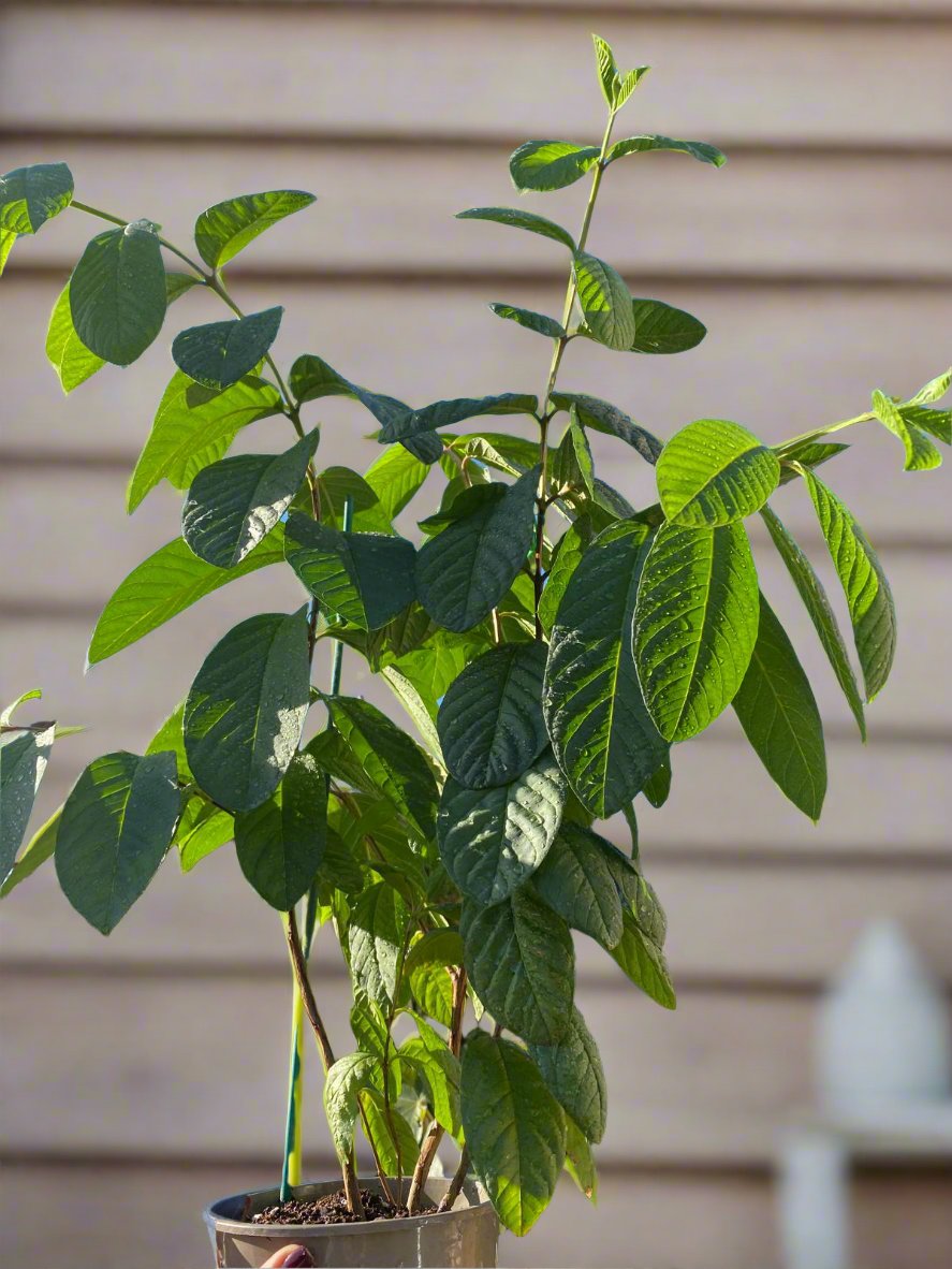 Guava Fruit Plant - Pink Pear