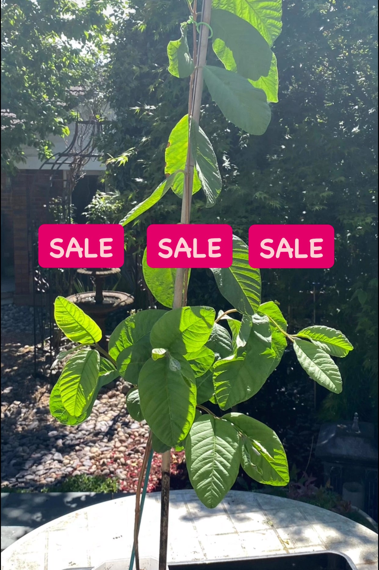Guava Fruit Plant - Pink Pear HALF PRICE SALE