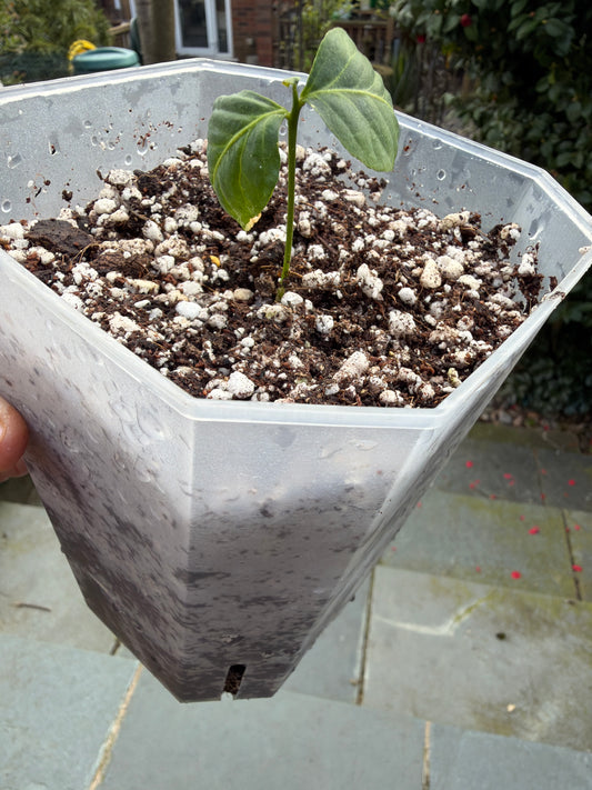 Bilva Plant or Bel tree (Aegle Marmelos)