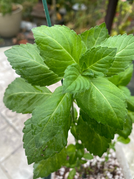 Tulsi Plant (Holy Basil)