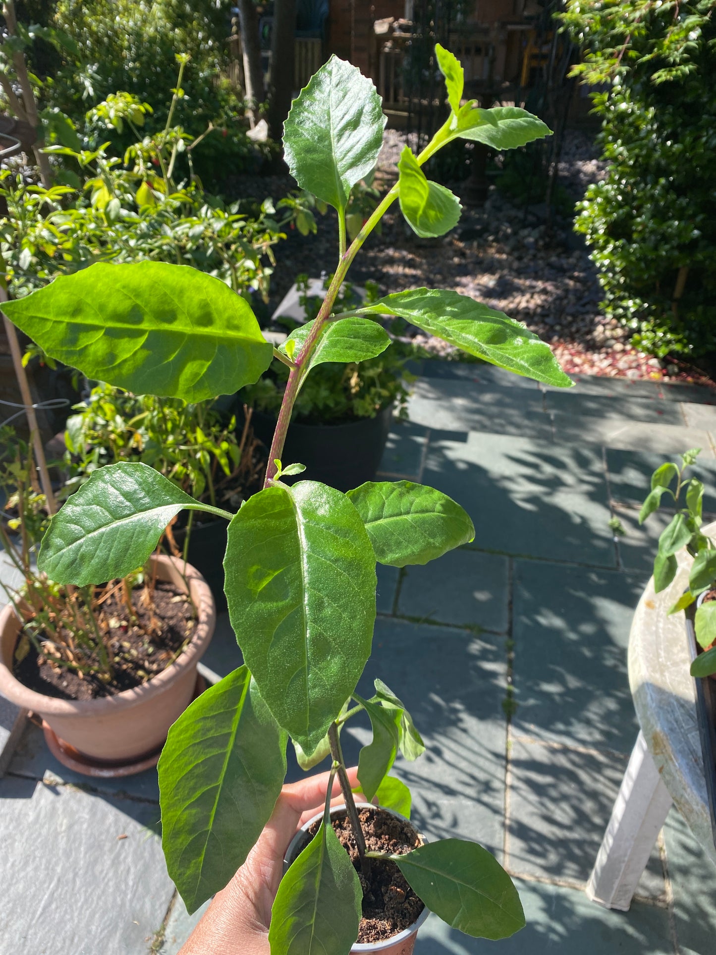Longevity Spinach a Rare Diabetics Plant For Herbal Lover / Gynura procumbens LESS THAN HALF PRICE SALE