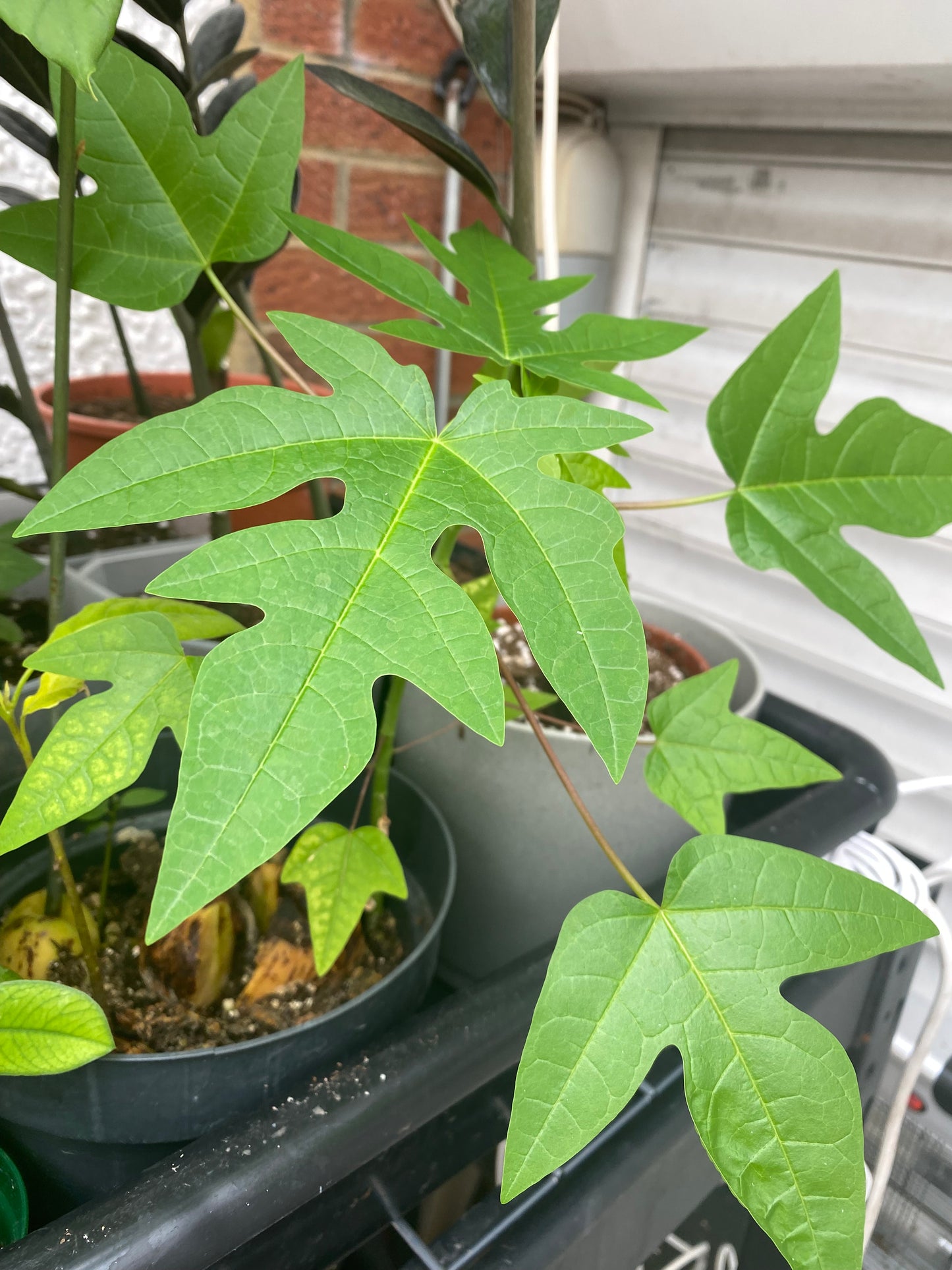 Papaya Plant