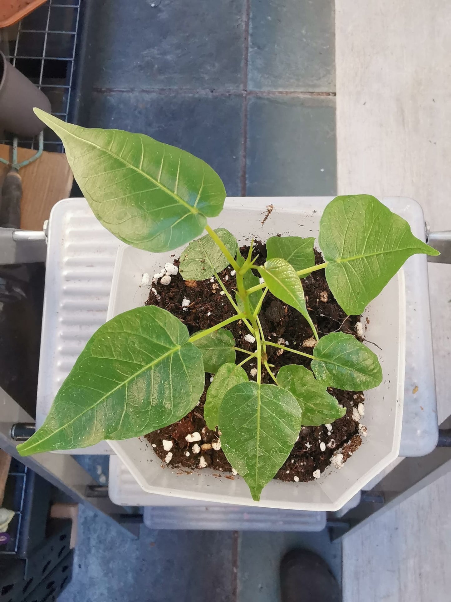 Peepal, Pippal, Aswath, Budha, Ficus Religiosa
