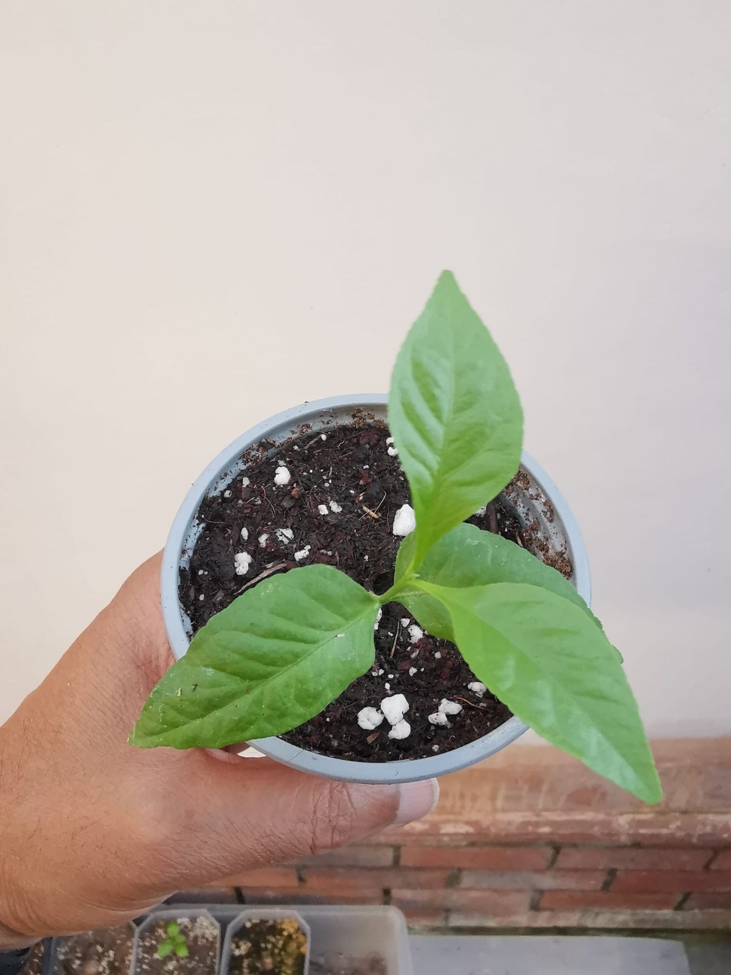 Bilva Plant or Bel tree (Aegle Marmelos)