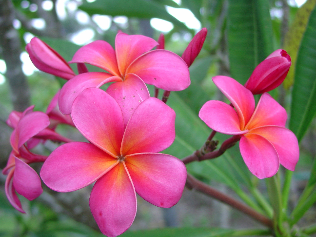 Pink Dwarf Plumeria / Frangipani Plant