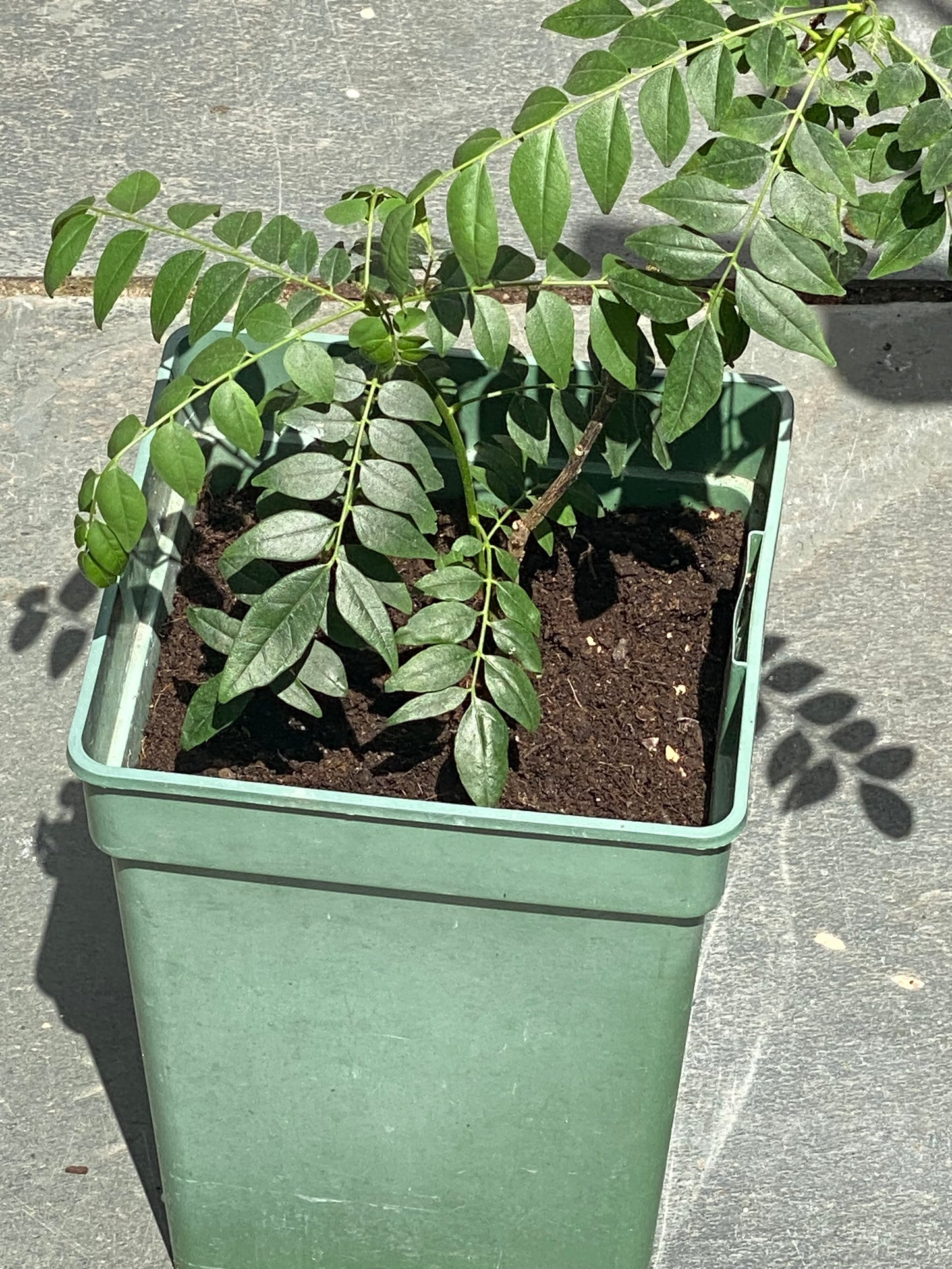 2 Year old Curry Leaf Plant