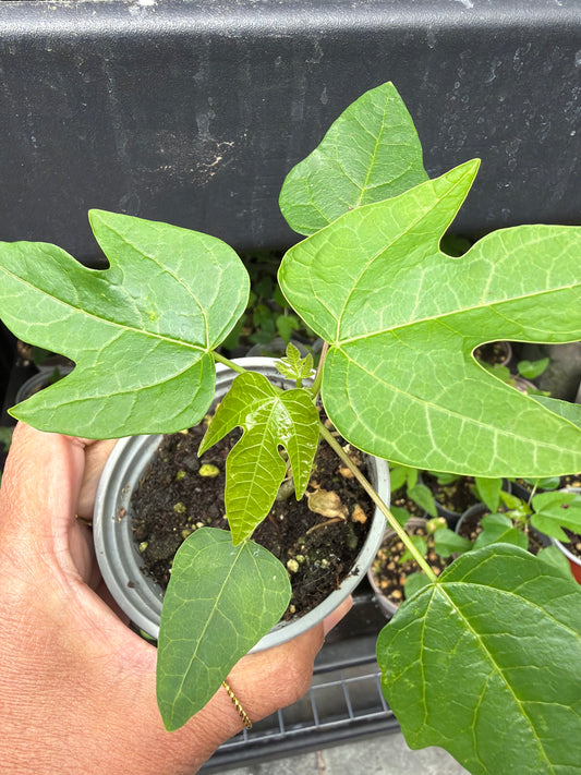 Papaya seedling