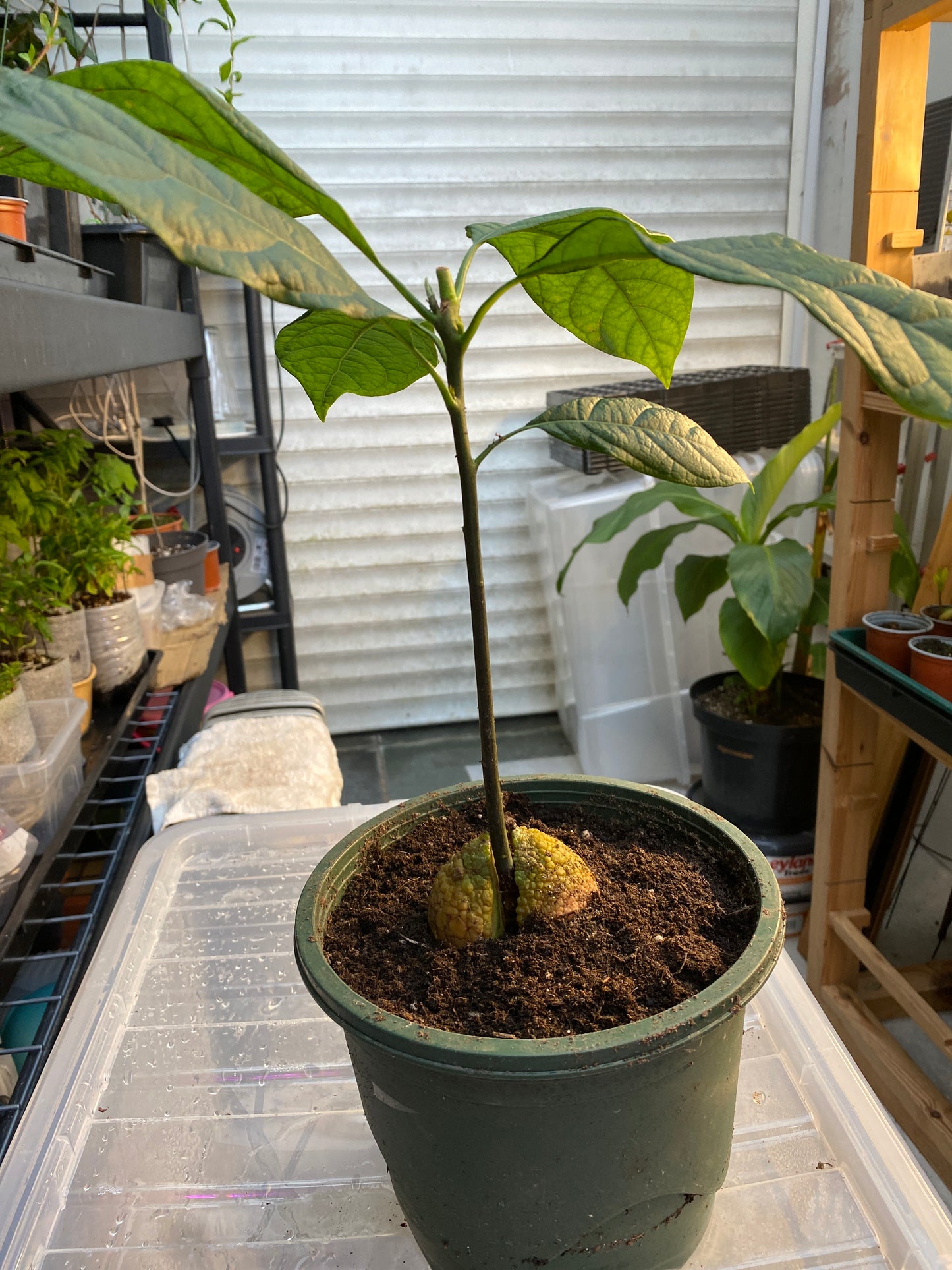 Kenyan Jumbo Avocado Plant