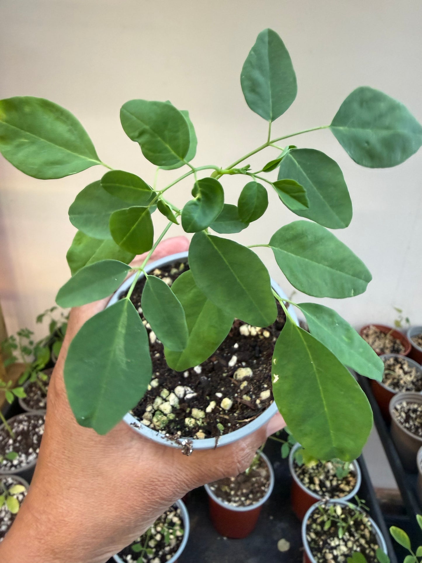 Moringa Plant - available for COLLECTION ONLY from HA8