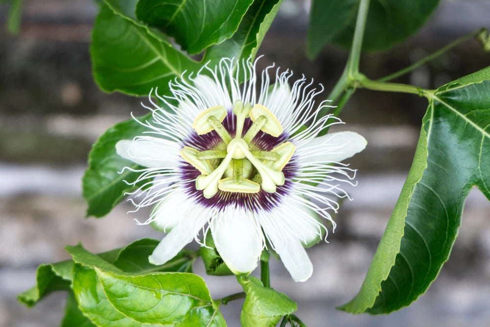 Price reduced - Passion Fruit Plant / Passiflora edulis