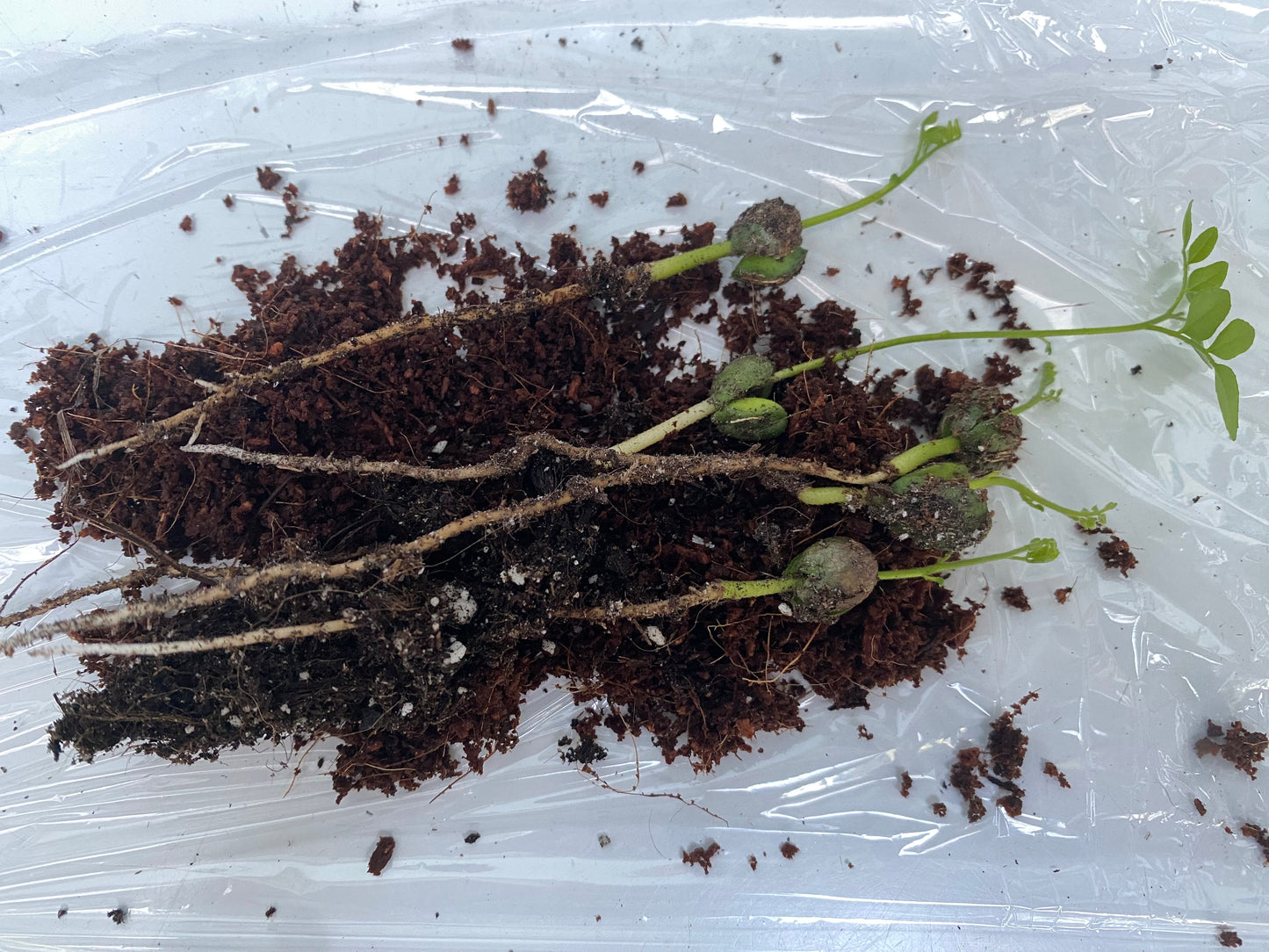 3 Germinated Curry Leaf Seeds