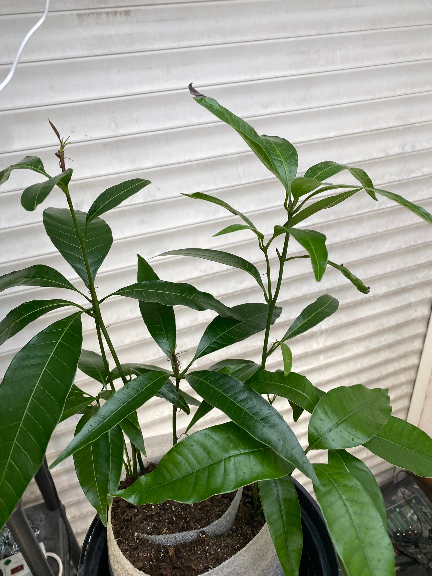 Mango tree, (Mangifera indica) a tropical, Evergreen plant