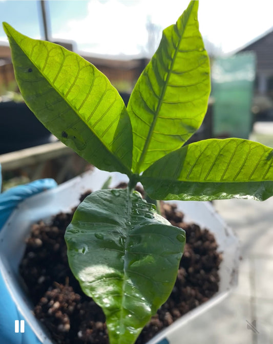 Cashew Nut Plant (Kaju)