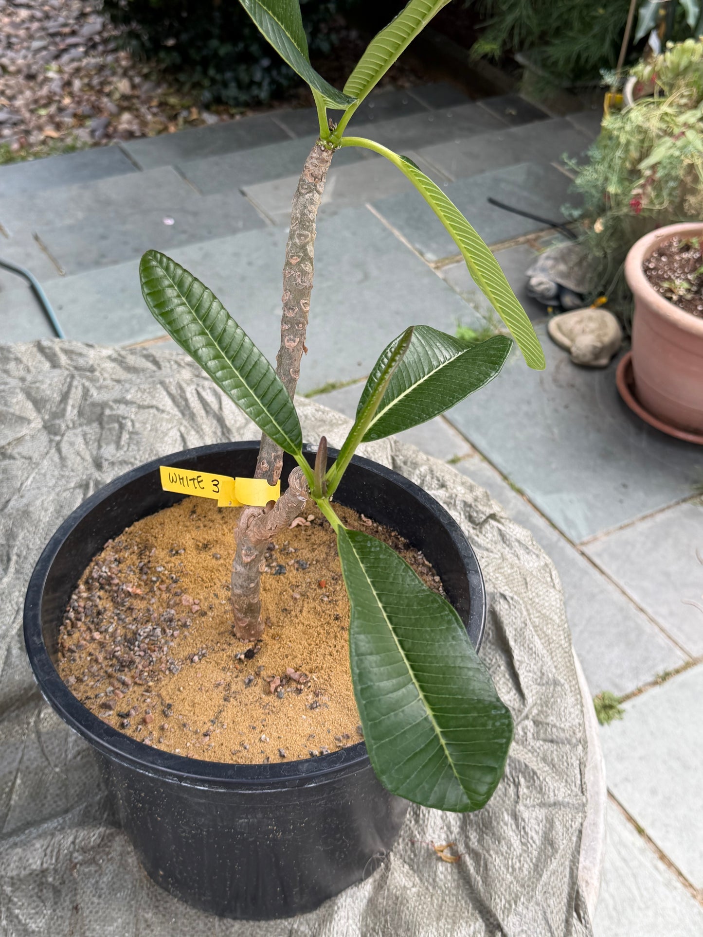 White Plumeria / Frangipani Plant