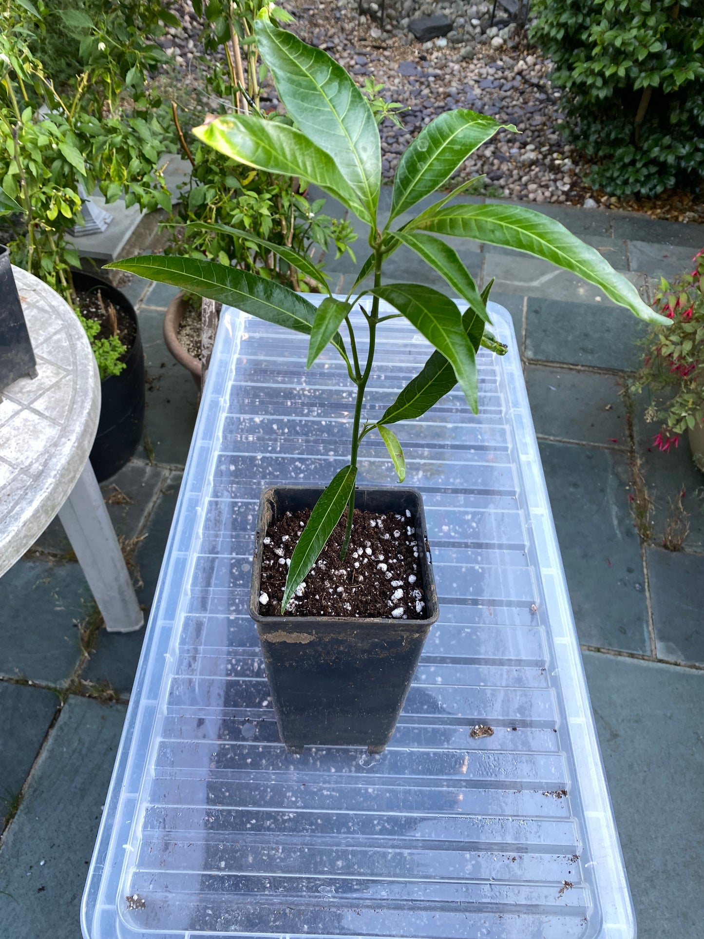 Mango tree, (Mangifera indica) a tropical, Evergreen plant
