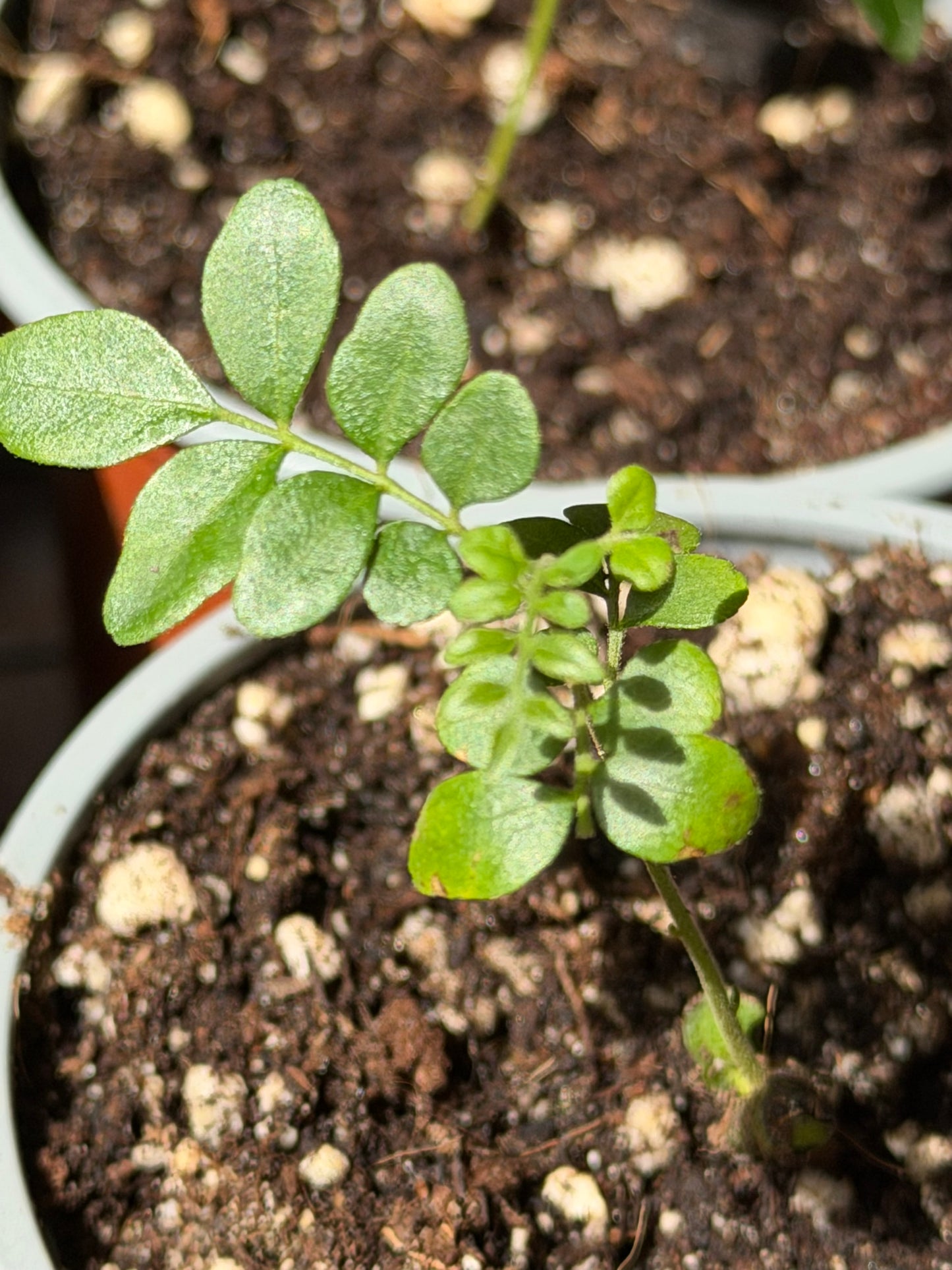 Curry Leaf Plant 9cm pot