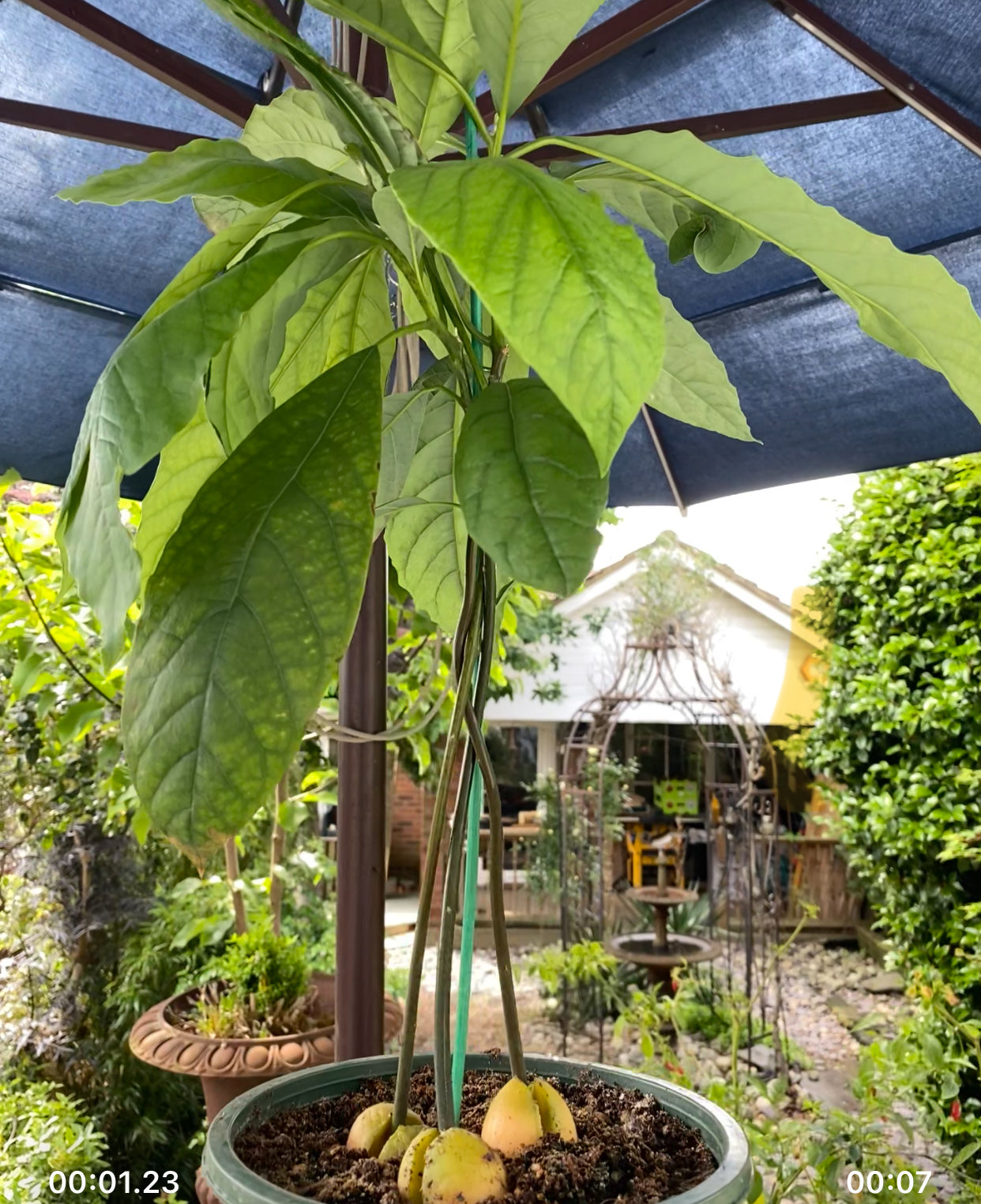 3 Avocado Plants for Art / Braiding HALF PRICE SALE
