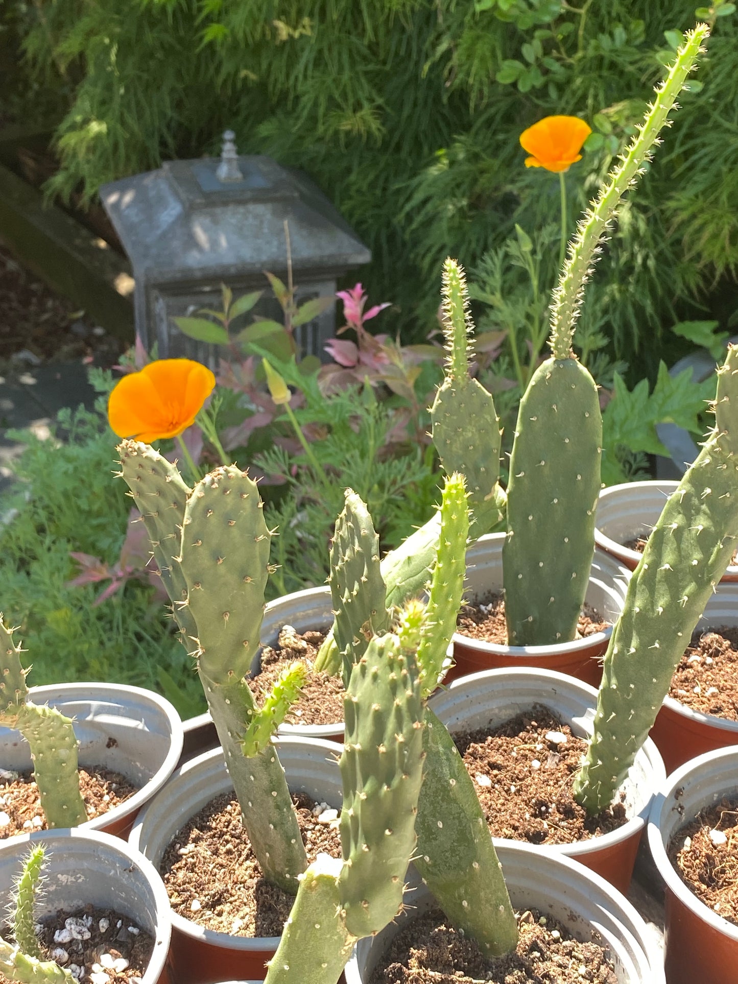 Prickly Pear SALE