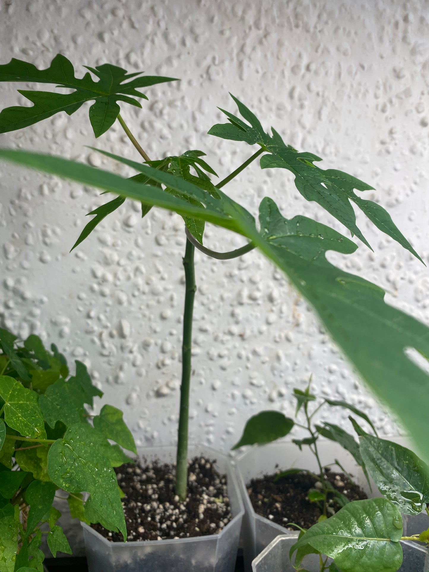 Papaya Plant
