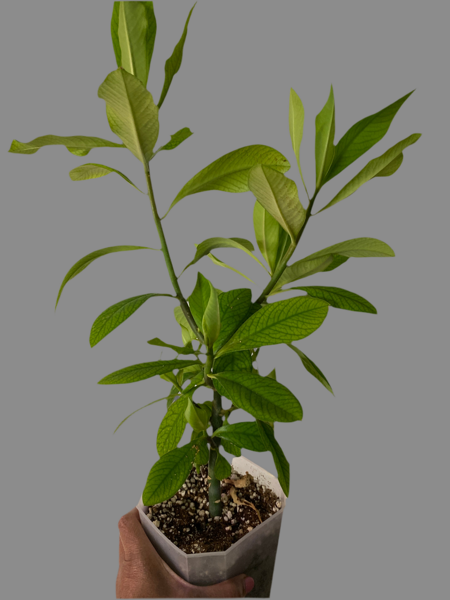 Rudraksha Plant(Elaeocarpus Ganitrus)