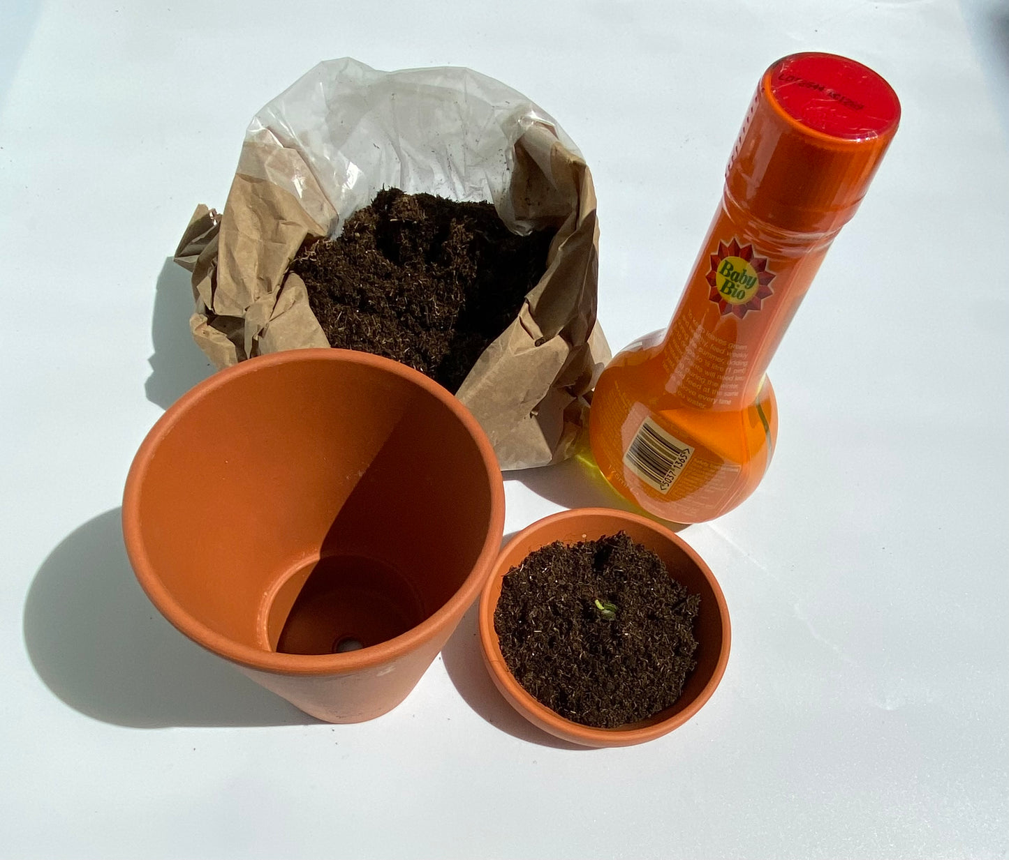 Grow your own - Curry Leaf Plant Starter Kit HALF PRICE SALE