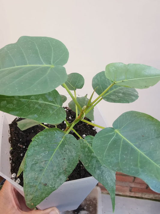 Peepal, Pippal, Aswath, Budha, Ficus Religiosa