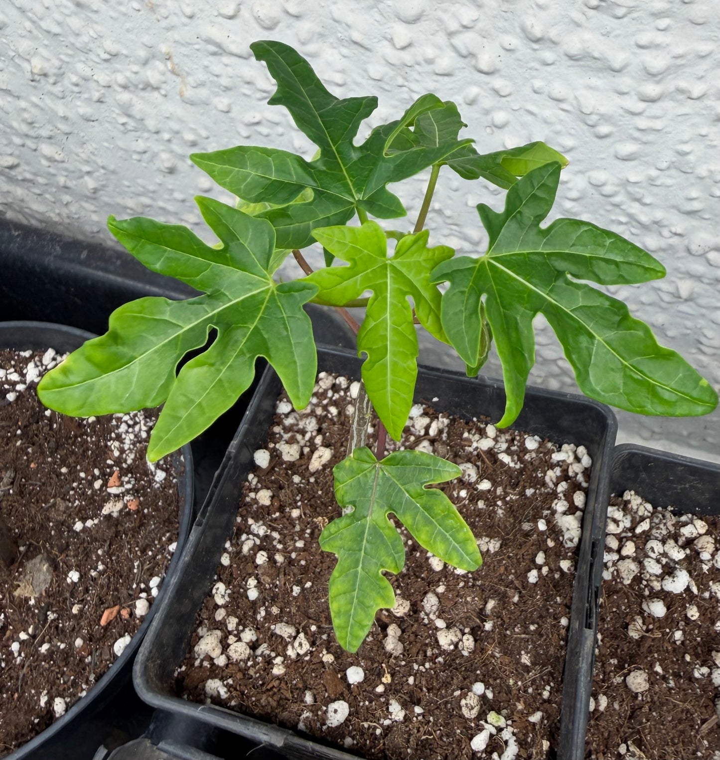 Papaya Plant