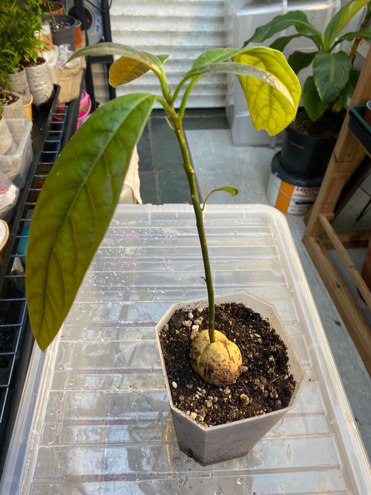Kenyan Jumbo Avocado Plant