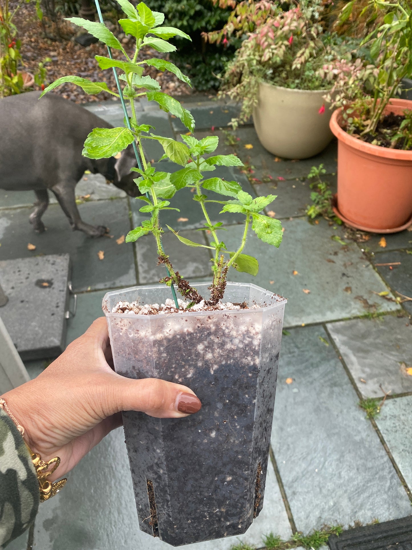 Tulsi Plant (Holy Basil)