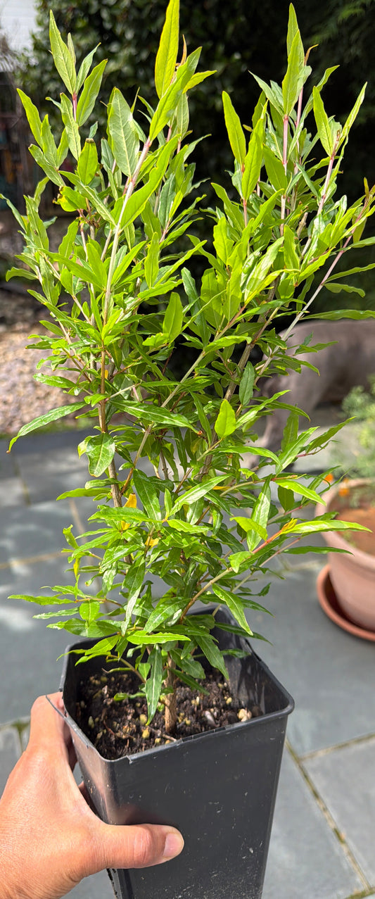 4 Year old Pomegranate Fruit Bush (Sale)