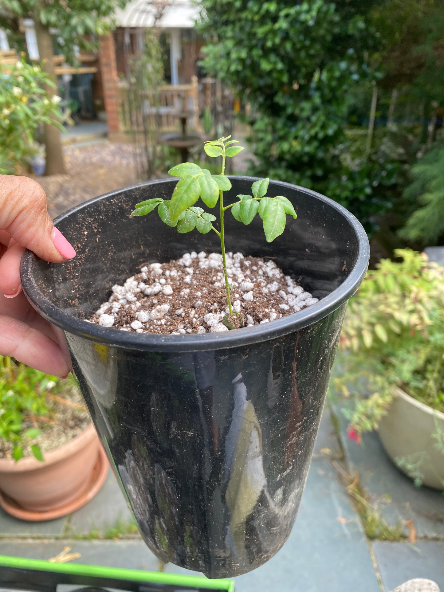 Curry Leaf Seedling in a Root Control Pot