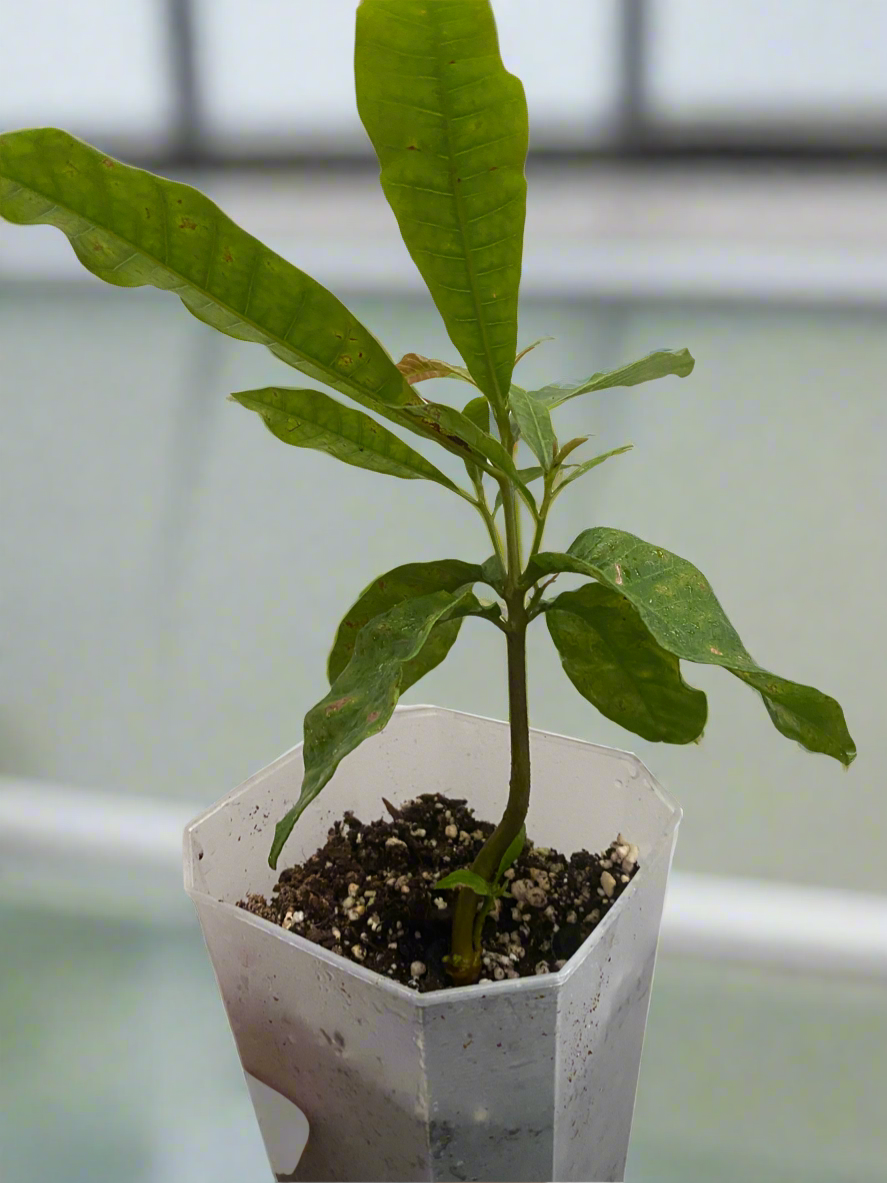 Cashew Nut Plant (Kaju) SALE... SALE... SALE... SALE...