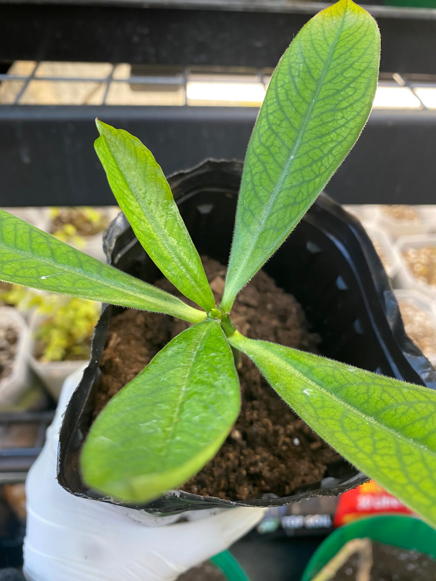 Rudraksha Plant(Elaeocarpus Ganitrus)