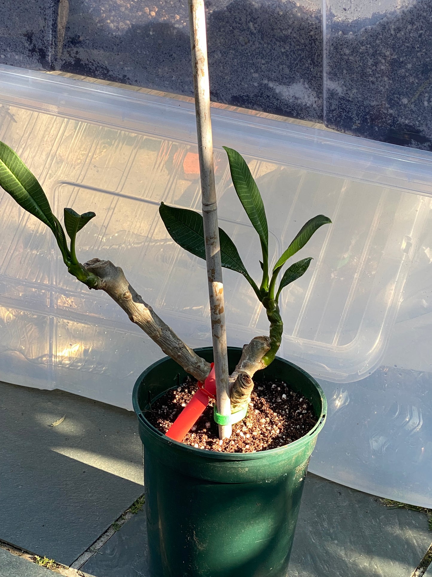 Red Plumeria / Frangipani Plant SALE SALE SALE